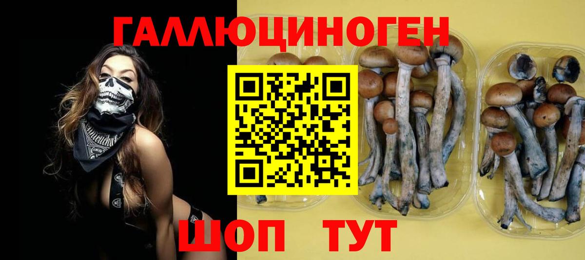 Псилоцибиновые грибы Psilocybe  Псилоцибиновые грибы Psilocybe  Вход с VPN  хочу наркоту  Аргун 